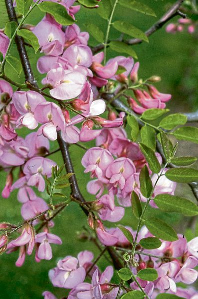 Diese Blütengehölze tun Menschen und Insekten gut
