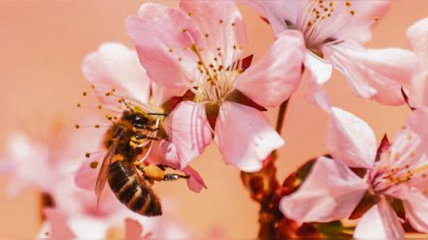 Wer Honig liebt, sollte vor allem an die Bienen denken