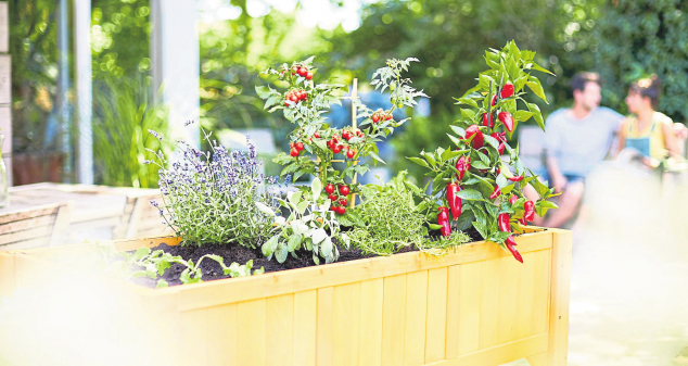 So wachsen Gartenträume hoch hinaus