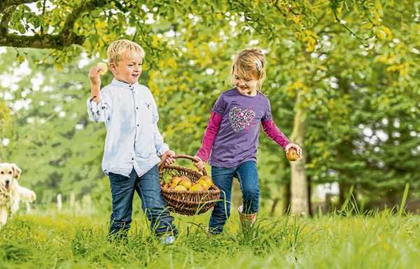 Apfelbäume im Herbst pflanzen