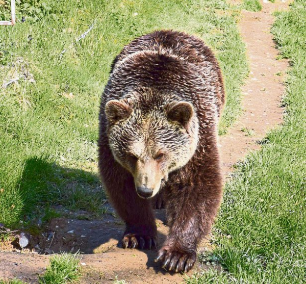 Tierpark Rheinböllen: Tierisches Vergnügen für die ganze Familie