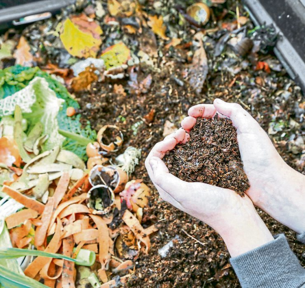 Grüner Daumen und grünes Gewissen