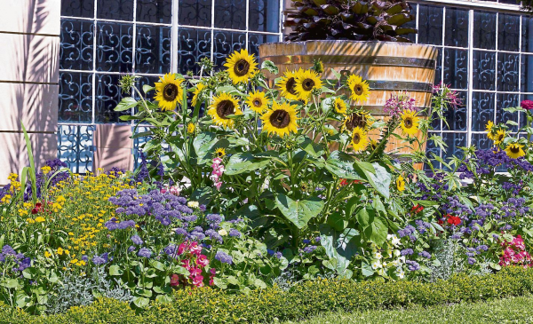 Sommerblumen und ihre Pflege
