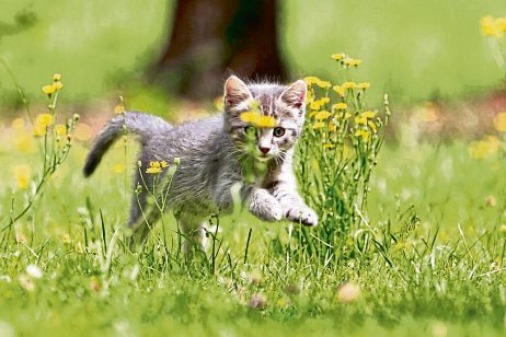 Hunde und Katzen halten: Was ist Pflicht und was freiwillig?