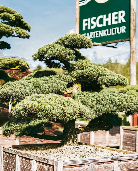 Fischer Gartenkultur: Die Vielfalt der Gartenwelt entdecken