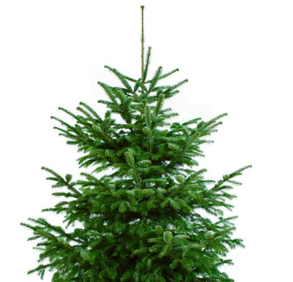 ALLE JAHRE WIEDER WOHIN MIT DEM WEIHNACHTSBAUM?