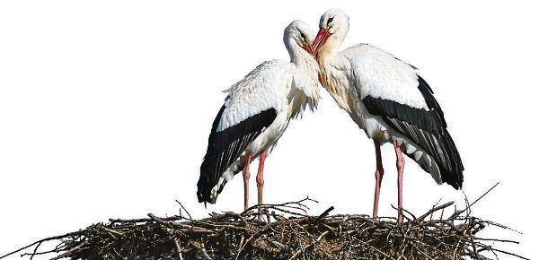 Frühlingserwachen in der Natur