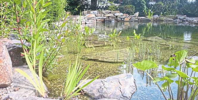 Design mit Pflanzen, Wasser und Stein