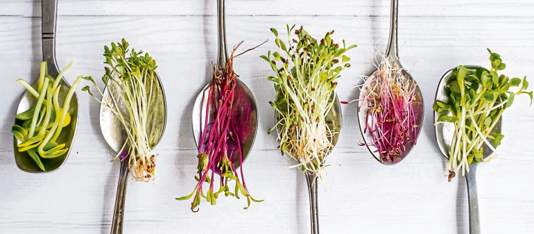 Superhelden im Mini-Format - Warum Microgreens in aller Munde sind.