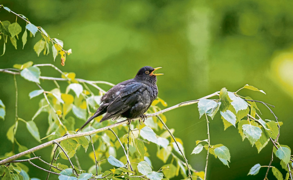 Vögel, Falter, wilde Pflanzen