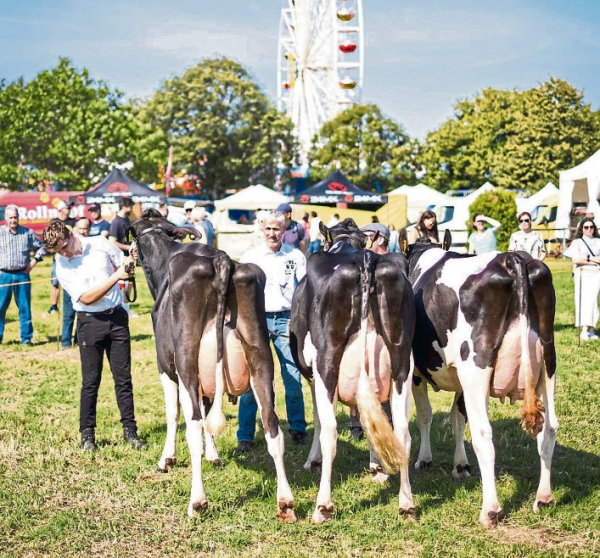 Die Krönung der Kühe: Tierprämierung als Herzstück des Prämienmarkts