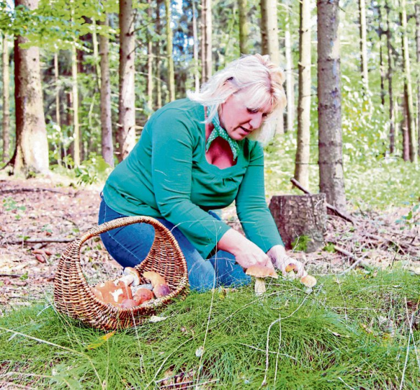 Pilze im Herbstwald