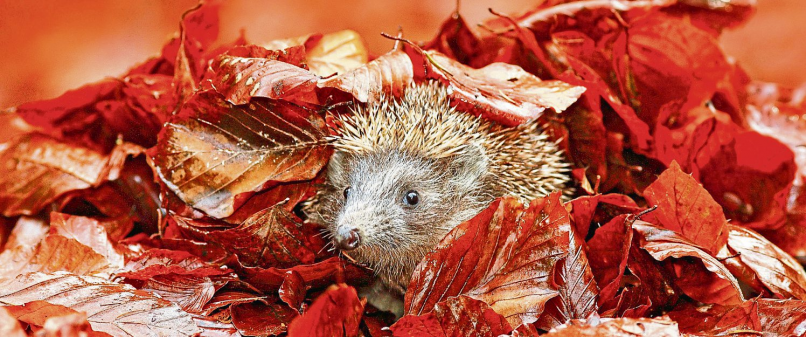 Herbst im Garten