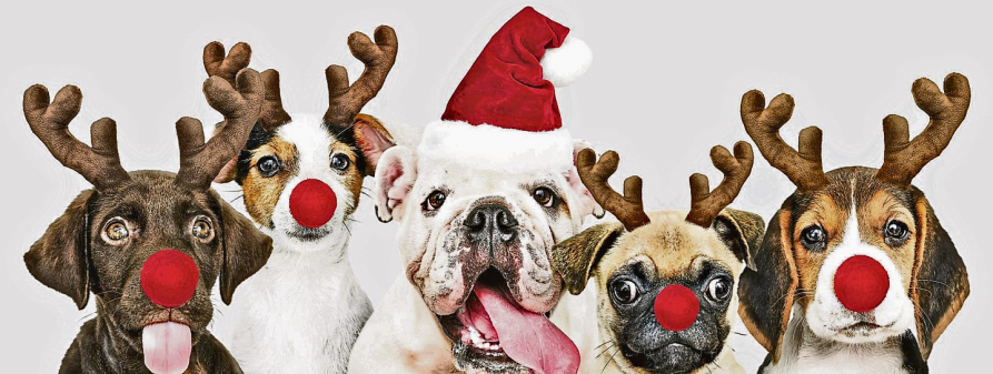 Idar: Weihnachtsspaß auf vier Pfoten