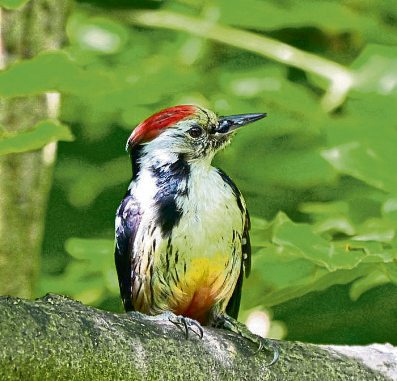 Stimmen der Natur: Naturschutzinitiative lädt zu Naturerlebnissen im Westerwald