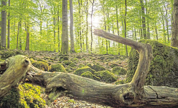 Der lange Kampf für das Naturschutzgebiet Nauberg