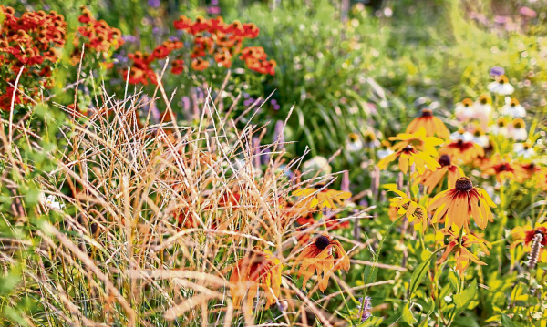 Der Garten vor dem Herbst