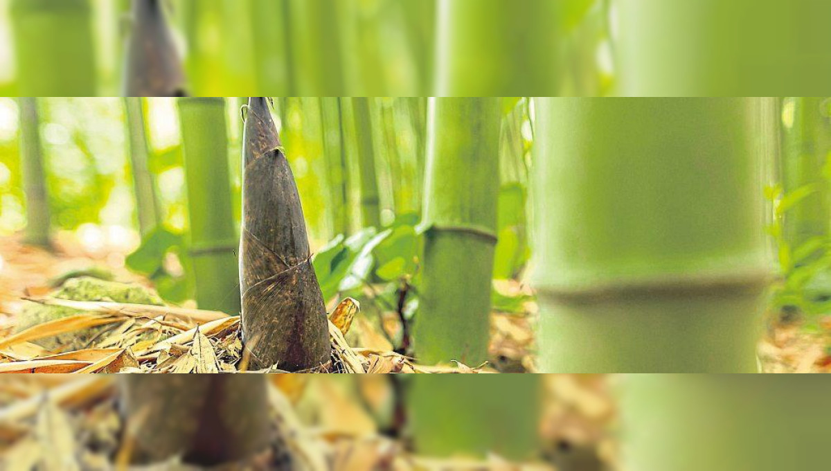 Bambus im Garten – Fluch oder Segen?