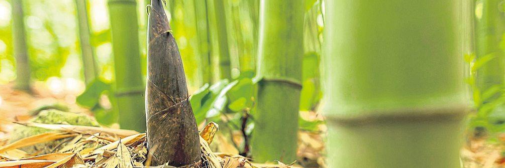 Bambus im Garten – Fluch oder Segen?