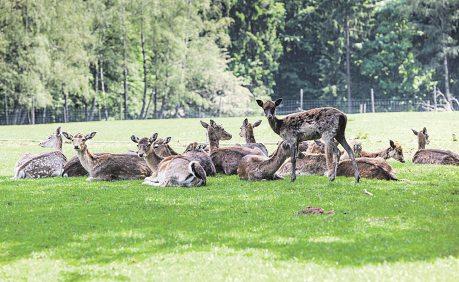 Verteilstellen für Biotüten und Gelbe Säcke im Nationalparklandkreis Birkenfeld 