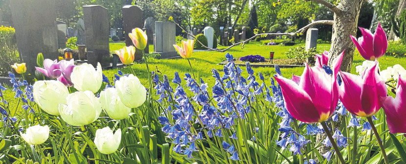 Zwiebelblumen: Eine Freude auf dem Friedhof