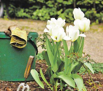 Grüngut und Gartenabfälle