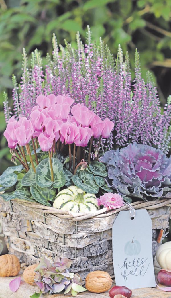 Herbstglück selbst pflanzen mit Blumen Risse