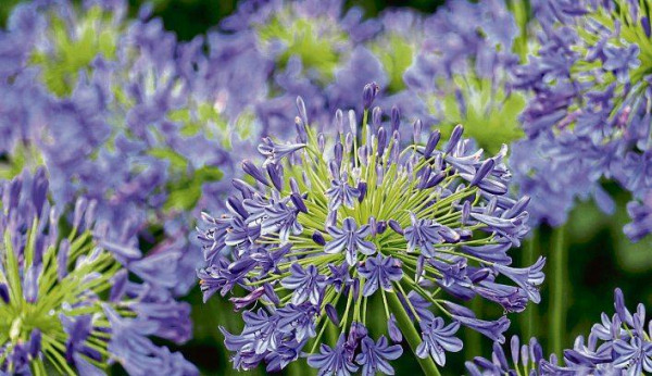 Agapanthus – Dekoratives „Unkraut“ 