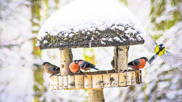 Ein winterliches Festmahl für heimische Vögel