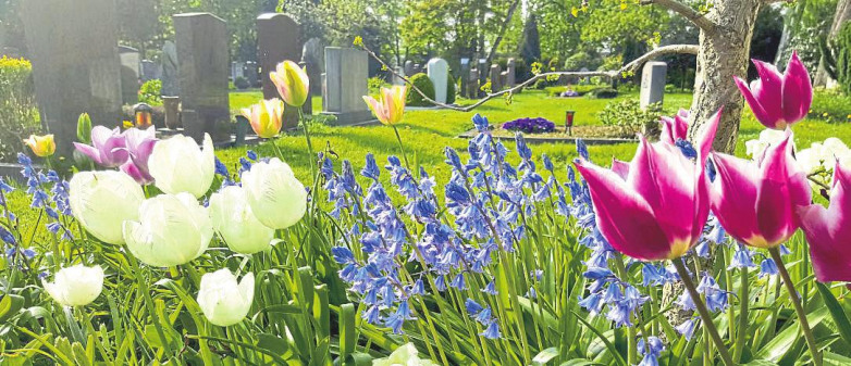 Zwiebelblumen: Eine Freude auf dem Friedhof