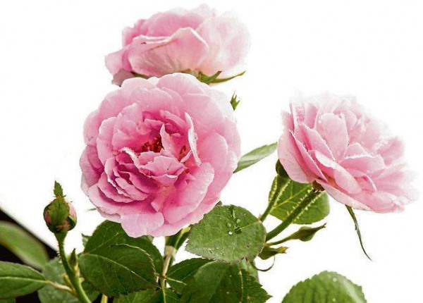 Damaszenerrose – Antikes Duftwunder