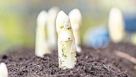 Frühlingszeit – Spargelzeit!