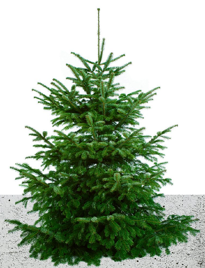 ALLE JAHRE WIEDER: WOHIN MIT DEM WEIHNACHTSBAUM?