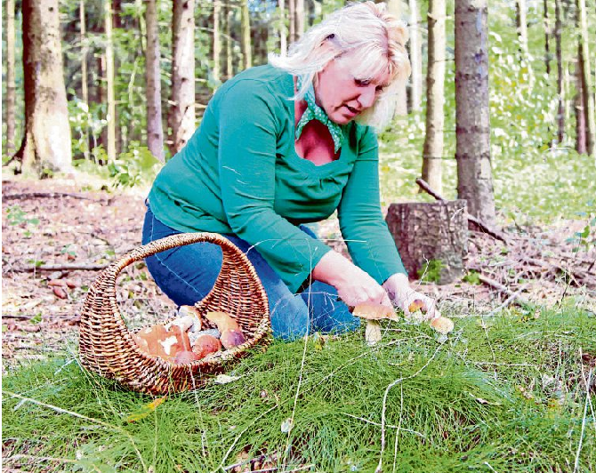 Pilze im Herbstwald