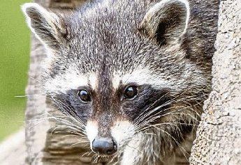 Weihnacht im Tierpark Rheinböllen: Adventszauber zwischen Tieren und Lichtern