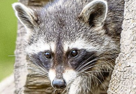 Weihnacht im Tierpark Rheinböllen: Adventszauber zwischen Tieren und Lichtern