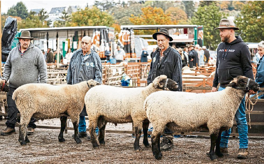 Mayens Schafmarkt zeigt die Wurzeln des Lukasmarkts