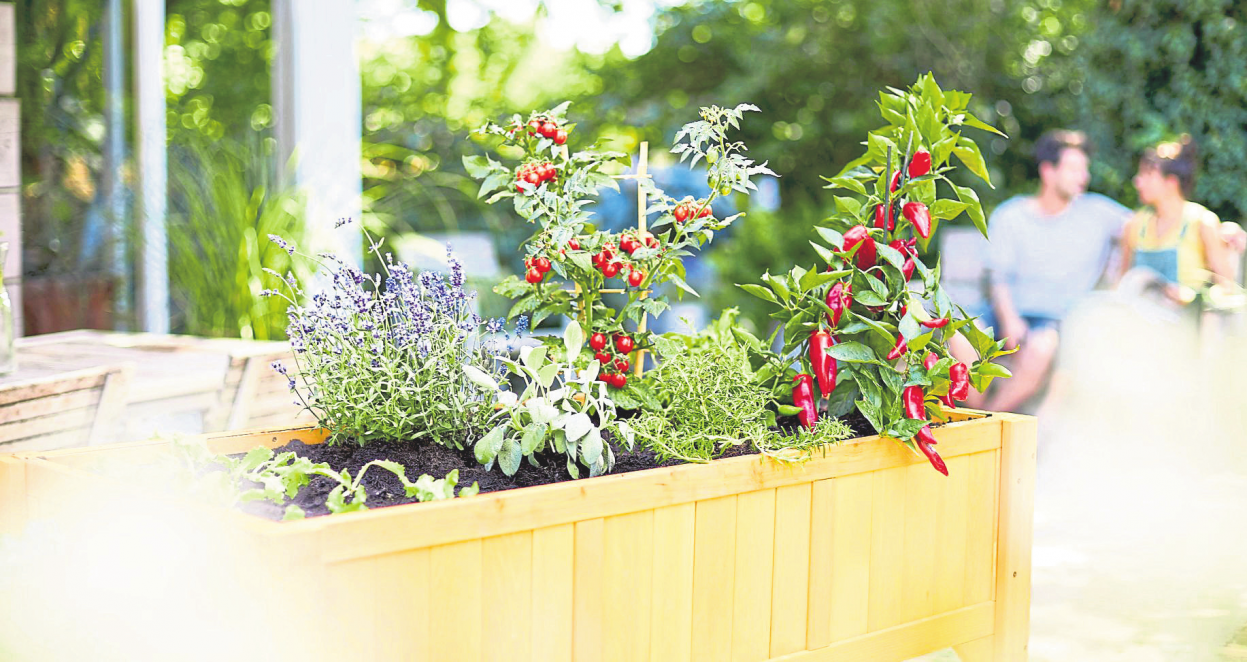 So wachsen Gartenträume hoch hinaus