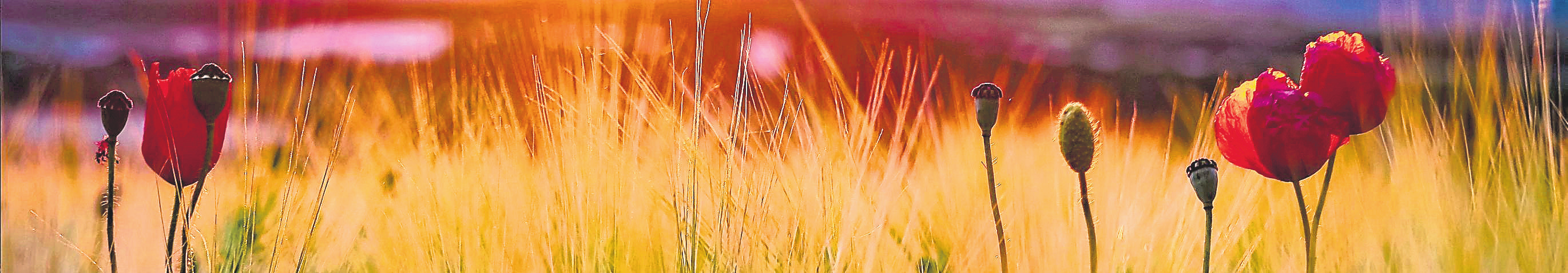 Gesunder Sommer - mit Neigung zur Bewölkung