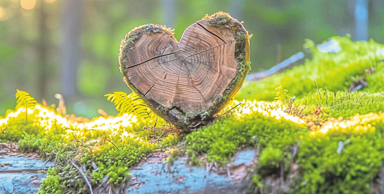 Schüller Bestattungen in Kaisersesch und Ulmen: Naturbegräbnisstätten und Seebestattung