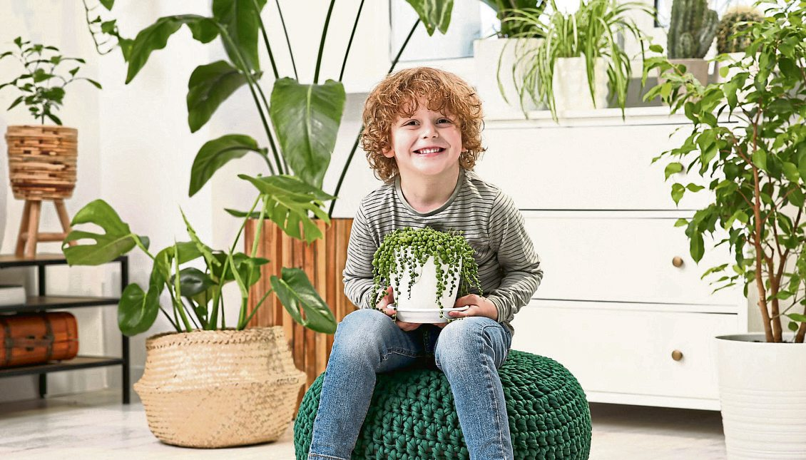 Grüne Oasen im Zuhause