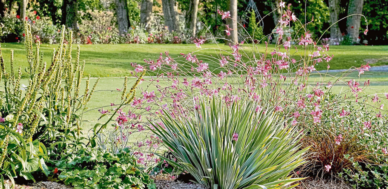 Sommerhitze im Garten? Diese Pflanzen schwitzen nicht!