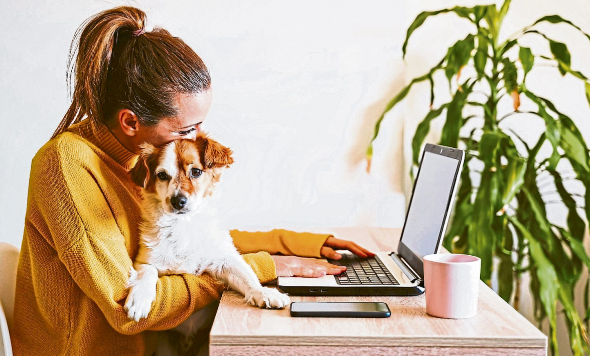 Hunde und Katzen halten: Was ist Pflicht und was freiwillig?