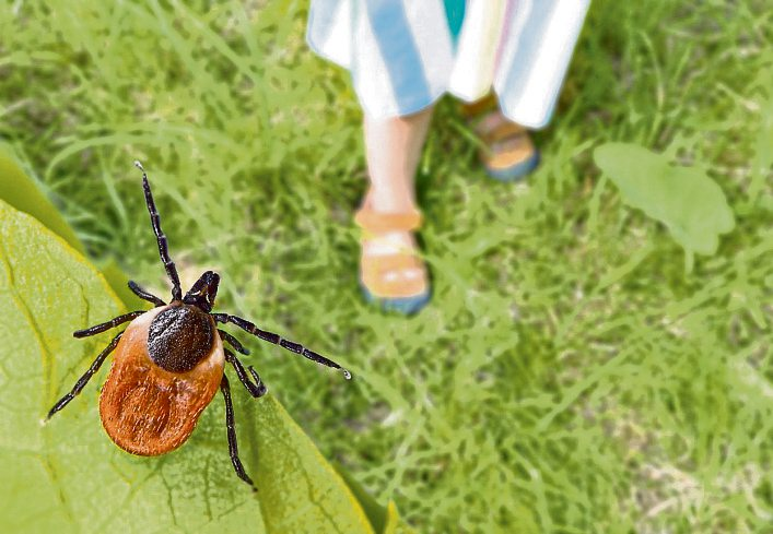 Mücken und Co.: Wie Sie den Sommer ohne juckende Erinnerungen genießen