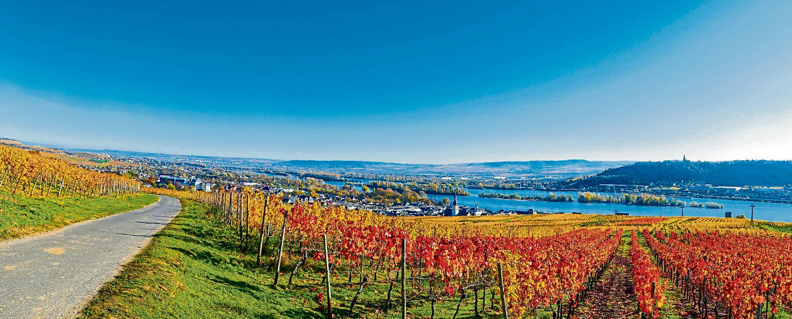 Herbstliche Fahrradtour entlang des Rheinradwegs