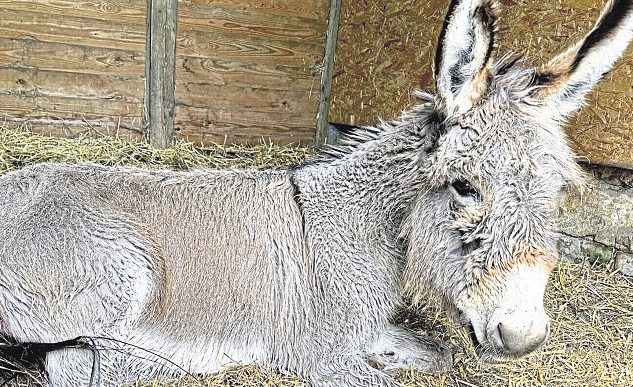 Eselin „Florie“ behauptet sich gegen den „bösen Wolf“