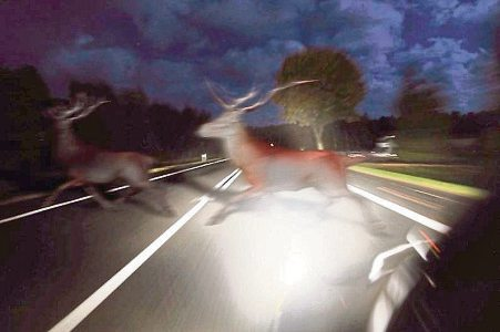 Wild im Scheinwerferlicht