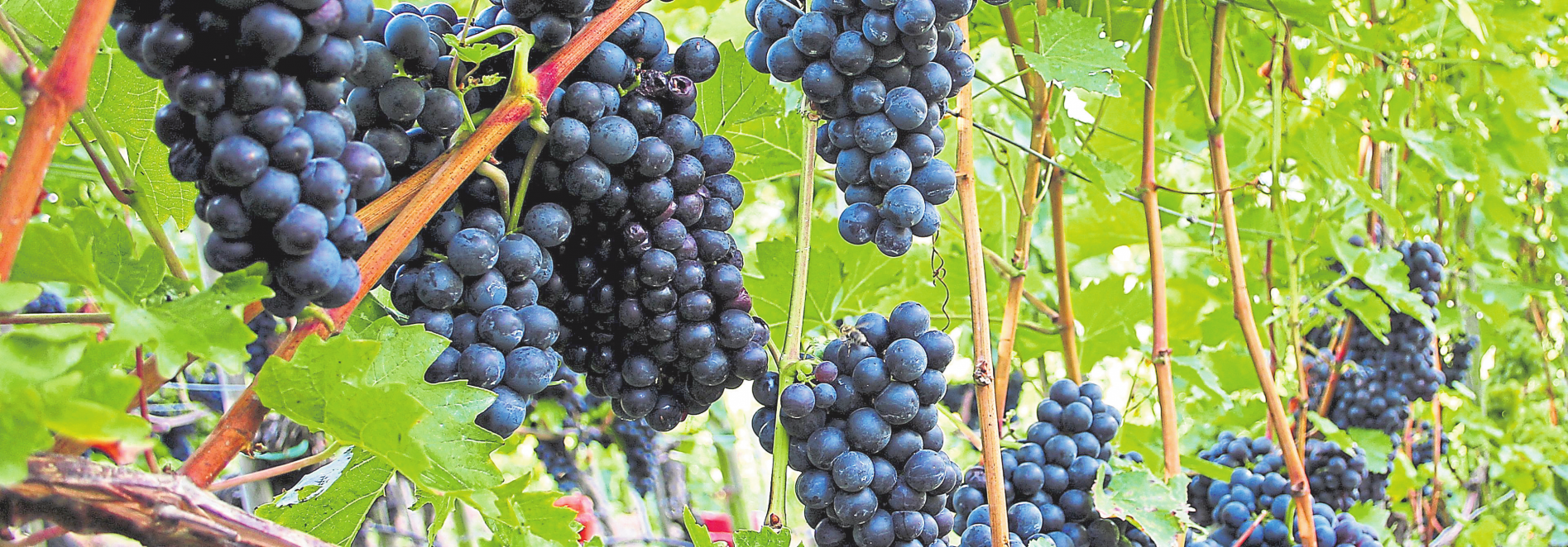 Zum Weinfest in die Layer Gassen