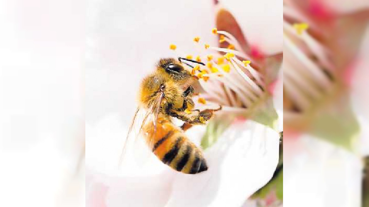 Obst- und Gemüseanbau im Garten freut auch Bienen & Co