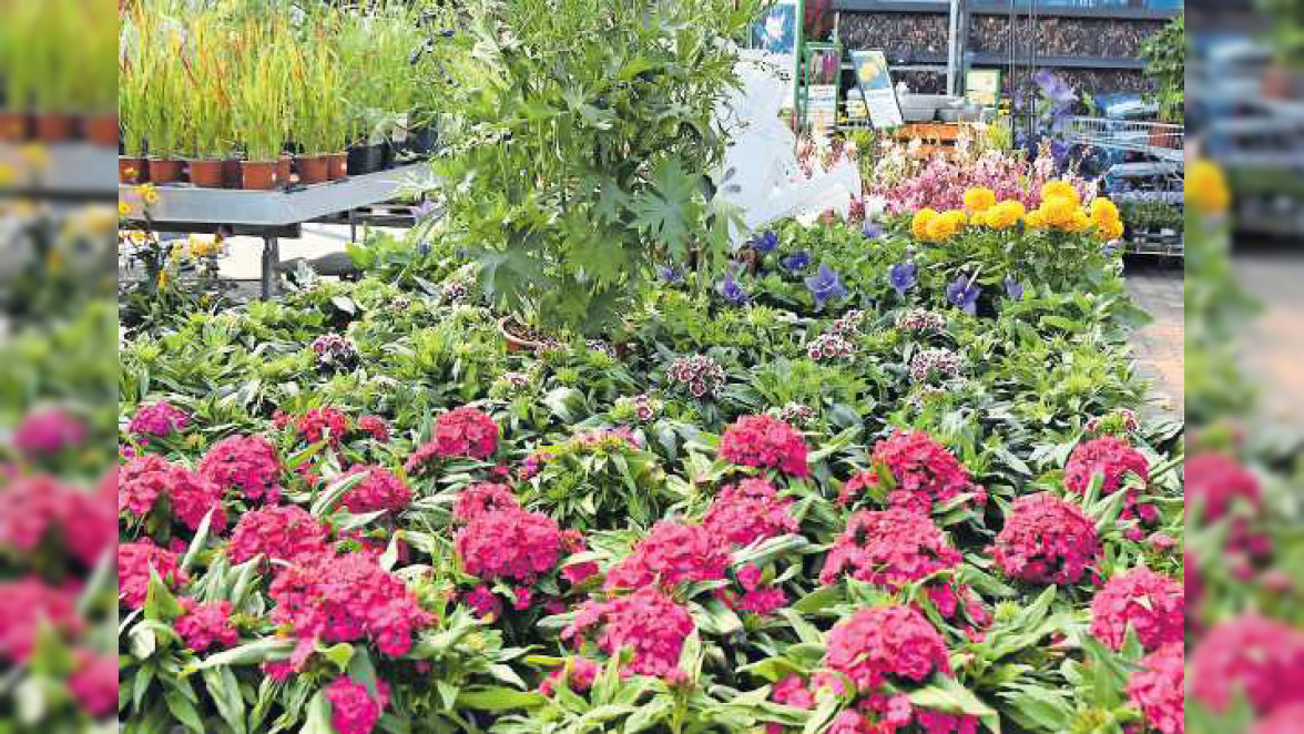 Pflanzenwelt Dienst in Böhl-Iggelheim: Jede Menge bunte Blütenfreuden